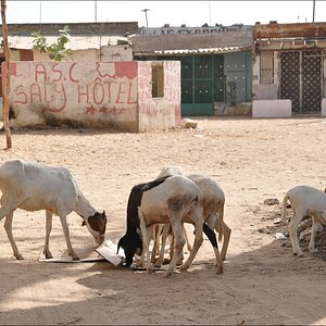 05comp Senegal 3 104