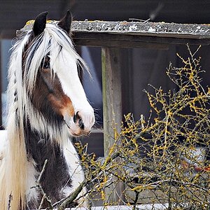 erstes Pferd