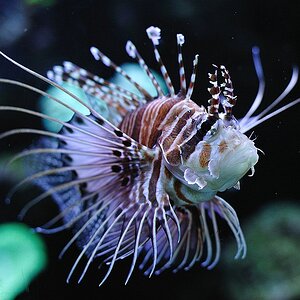 Rotfeuerfisch