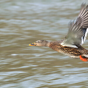 33796 Stockente