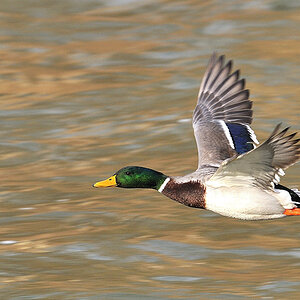 33819 Stockente