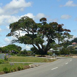 01 29 07 NZ ratta tree