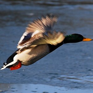 DSC 9241