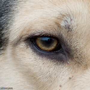 20081130 5334 [D700]   F2,8 180,00mm 2
