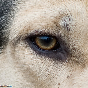 20081130 5334 [D700]   F2,8 180,00mm 3