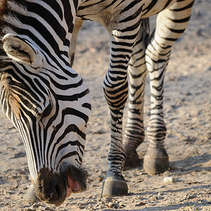 Zebra01