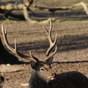 Dammhirsch01