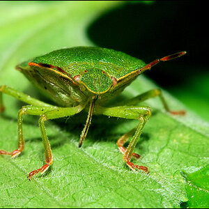Blattwanze 01a

· http://www.nikon-fotografie.de/vbulletin/showpost.php?p=1270597&postcount=28
