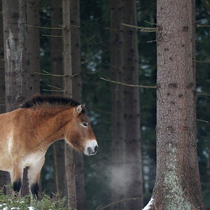 HP 20081130 105452Bayerwald