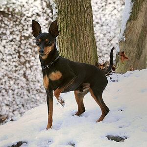 my dog tyson...sweet