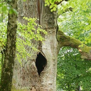 Im Urwald 04