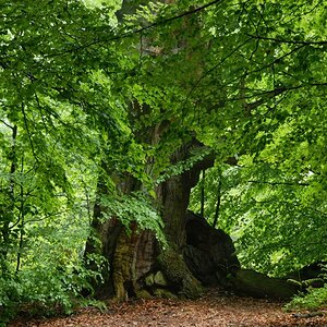 Im Urwald 06