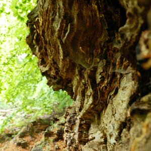 Im Urwald 07