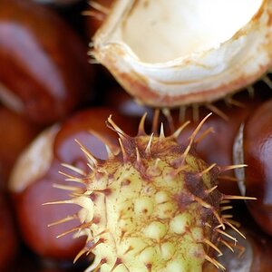 Kapselfrucht