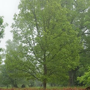 Im Urwald 09