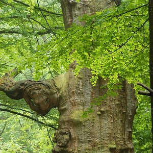 Im Urwald 14
