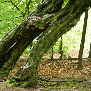 Im Urwald 16