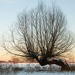 200901062247 900x602 - Eine alte Weide im abendlicht bei Zons am Niederrhein