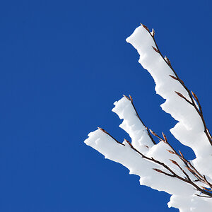 Winter Schnee Zweig