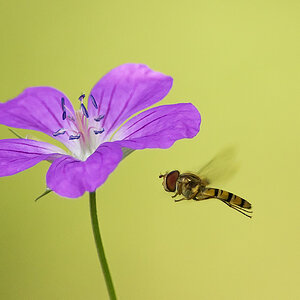 ISO 1600