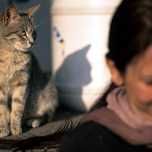 Camping Katze