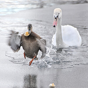 ente haut ab