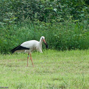 20070527 0911  D200  Storch  Graureiher (084718) 2