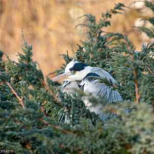 20081230 4556 [D300]   F5,6 300,00mm