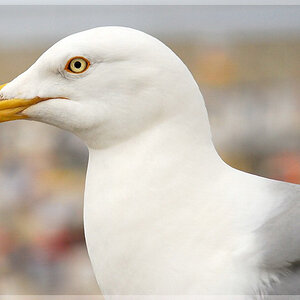 Borkum 0007