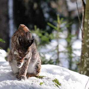 Luchs