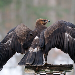 Schreiadler