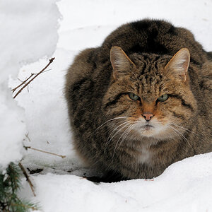 Wildkatze