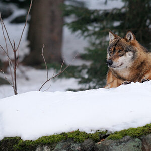 Wolf
