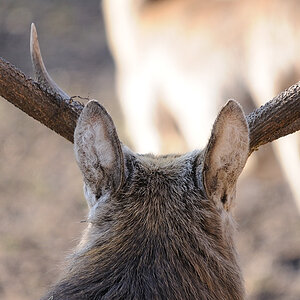 Dammhirsch03