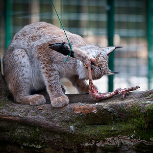 Mahlzeit
Wildpark Hundshaupten 14.03.2011
