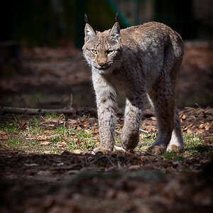 Kontrollgang
Wildpark Hundshaupten 14.03.2011
