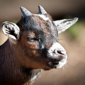 Gechillter Sonnengenuss
Wildpark Hundshaupten 14.03.2011