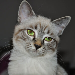 kater