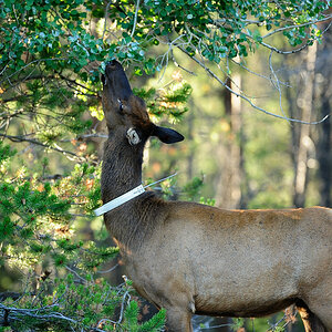 DSC5091 NF-F
Wapiti
Jasper NP, Kanada