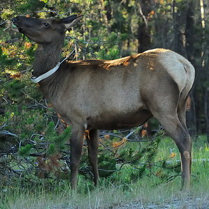DSC5263 NF-F
Wapiti
Jasper NP, Kanada