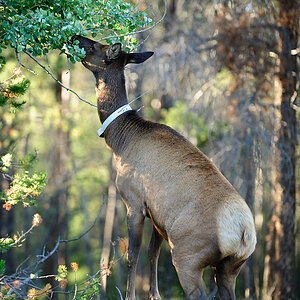 DSC5089 NF-F
Wapiti
Jasper NP, Kanada