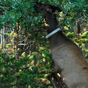 DSC5256 NF-F
Wapiti
Jasper NP, Kanada