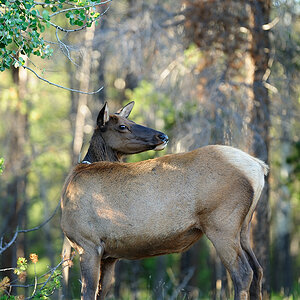 DSC5090 NF-F
Wapiti
Jasper NP, Kanada
