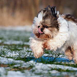 Und Hopp