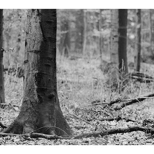 SW Wald 1