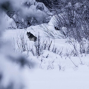 Wolf im Jasper Nationalpark
