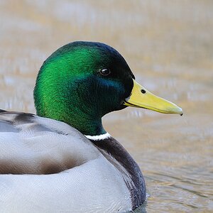 Stockente ♂