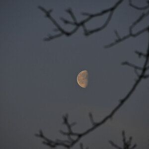 mond4
