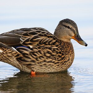 Stockente ♀