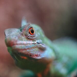 Basilisk